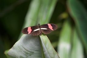 macro photo of brown butterfly with pink stripes on the plant