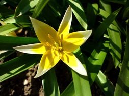 fancy tulip at Jardin des Plantes