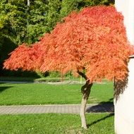 splendiferous tree ith red leaves