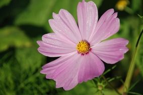 pink flower in the park