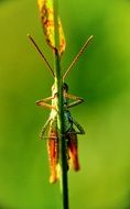 grasshopper on the stem of a plant on a green background