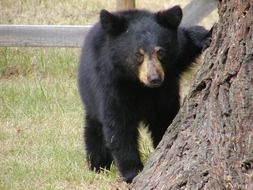 splendiferous bear cub