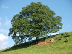 big lush green tree