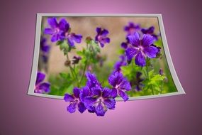 purple violets closeup on photo