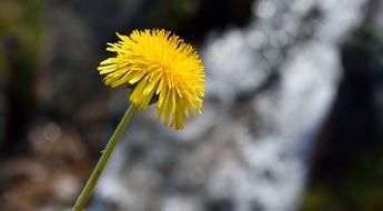 Beautiful yellow dandelion flower at blurred backgroun