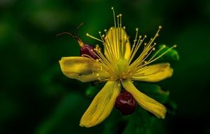 cigarettes flower