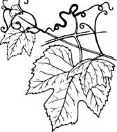 grape leaf drawing