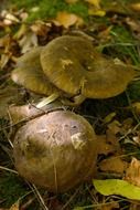 bunch of mushrooms in the autumn forest