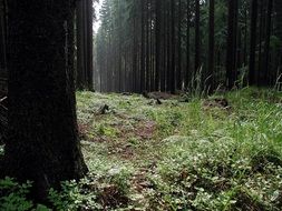 forest at dusk