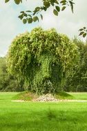 tree with green leaves in the meadow