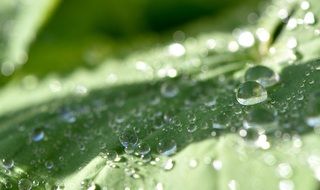 water drops on a green leaf of a plant