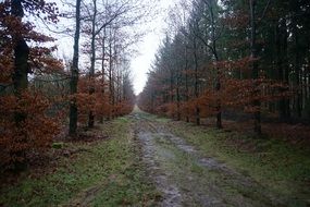 forest road after rain in autumn