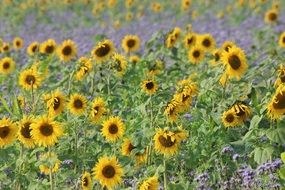 landscape of small sunflowers on the field