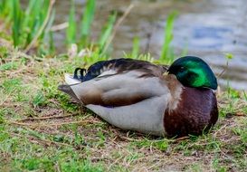 splendiferous duck pond