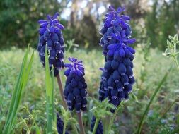 purple muscari, Grape hyacinth