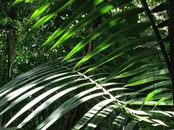 Green tropical forest palm leaves in the shade and light