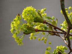 Picture of the green blossoms