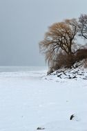 Bared trees in frozen lake shore