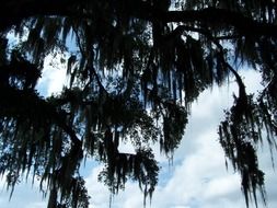 beautiful spanish moss