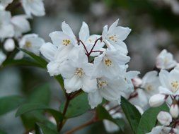 white hydrangea is an ornamental plant