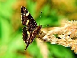 butterfly sits on a dry plant