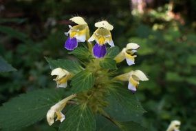 nettle galeopsis flower