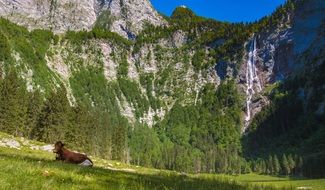 cow resting mountain landscape