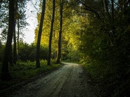 forest road near green trees