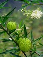 Gomphocarpus physocarpus, plant with fruits and flowers