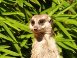 Meerkat in the Africa