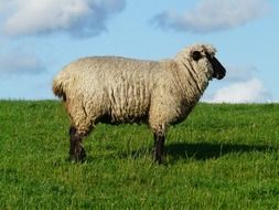 a lone sheep in a meadow, north sea