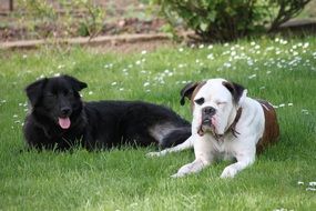 two cute dog friends