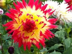 yellow and pink asters in the garden