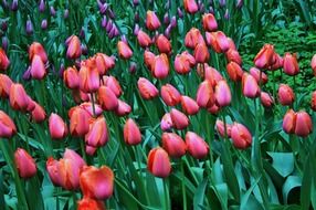 Beautiful bright field of colorful, blooming tulips