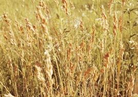 dry ears of wheat in a meadow under the light