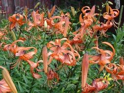 orange tiger lilies close-up