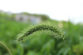 caterpillar grass green plant