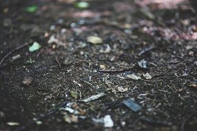 litter in a forest