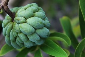 Annona squamosa, sugar-apple fruit on plant