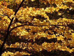 European beech in the woods in autumn