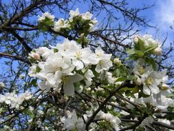 blooming wild apple flowers