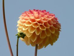 fluffy multicolored flower against the sky