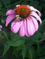 closeup picture of bumblebee on a pink daisy in garden