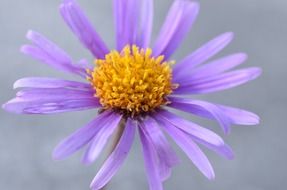 marvelous purple blossom