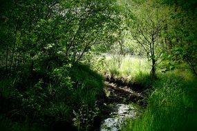 bourn in a green summer forest