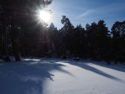 snow landscape in the forest in winter