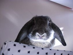 the rabbit looks out from behind the chair