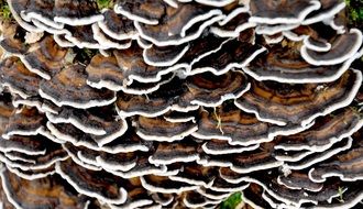 tree fungi in the forest close up