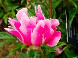 pink-white peony on a stalk close-up