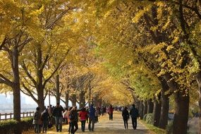 promenade in autumn in Korea